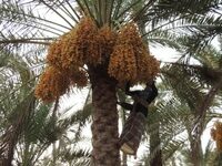 Purushothaman Kunnummal, via Times of Oman